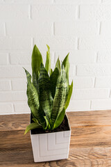 green sansevieria in a white ceramic pot on a wooden table against a white brick wall. a fashion trend in the home interior.