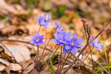 Spring crocus flowers in sunlight. Purple flowers in forest. Springtime concept. Beauty in nature, close up. Wild flowers. Early spring landscape. Nature in details. Spring nature. 