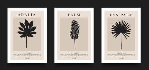 Fototapeta na wymiar A collection of aesthetic posters with tropical palm leaves in a minimalist style. design for print, cover, wallpaper, minimalist and natural wall art.
