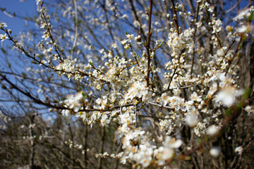 branches of a tree