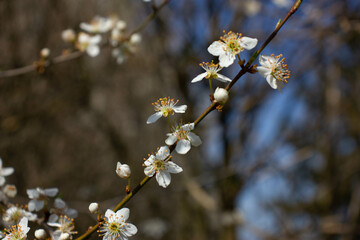 blossom in spring