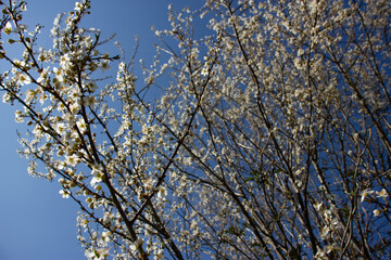 branches of a tree