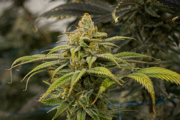 A large number of cannabis flowers at indoor legal farm