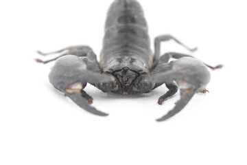 crab isolated on white background