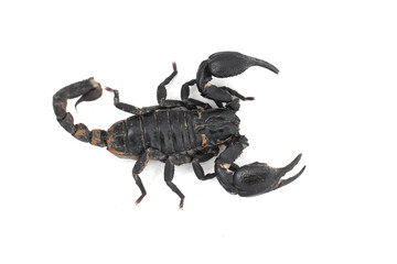 scorpion isolated on white background