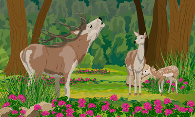 Family of red deer in the summer forest. Realistic vector landscape