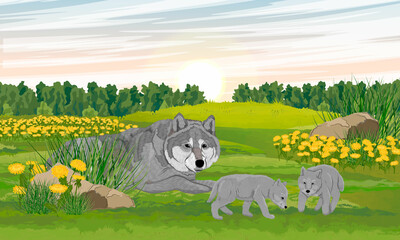Gray wolf and a pair of wolf cub in a meadow with dandelions. Realistic vector landscape