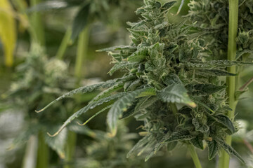 A large number of cannabis flowers at indoor legal farm
