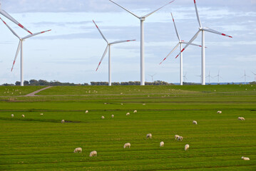 Flock of sheep grazing in green field with wind turbines in the background. Jutland, Denmark.