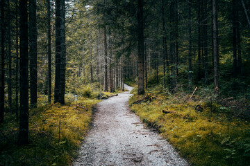 footpath in the woods