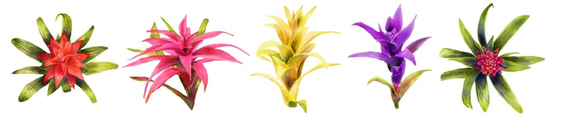 Horizontal  Watercolor hand painting illustration with   Bromeliaceae flowers. Spring or summer flowers for invitation, wedding or greeting card. Botanical illustration of a bromeliads