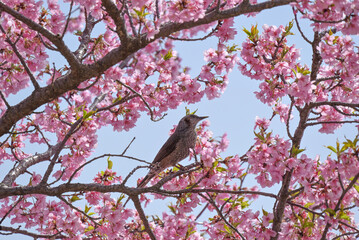 Obraz premium cherry blossom