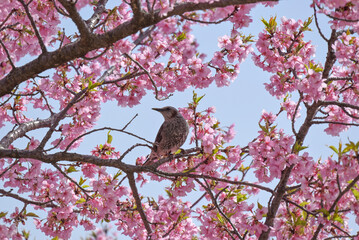 bird on a branch