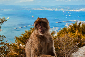 Naklejka premium Portrait of gibraltar monkey macaca sylvanus with the port of gibraltar on the background