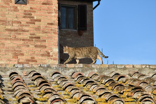 Gatto tigrato che cammina sui tetti di Certaldo vicino a Firenze muro di mattoni rossi e cielo blu