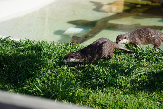 Pair Of Wet Otters Walking Around On Grass Near A Pond