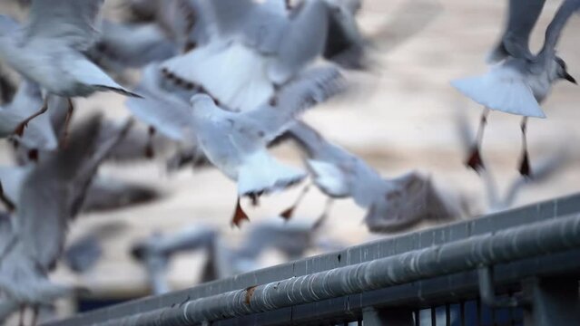1 a group of seagulls in a flock flinched in fright