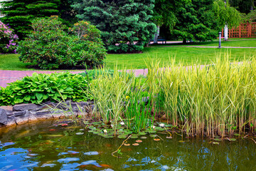 reeds and leaves of a lily pond in a pond park with a walking path for recreation and with trees, backyard with landscape design, summer background.