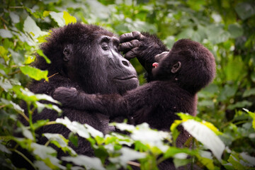 Mother gorrilla playing with her baby in a forest in Uganda © Alex254/Wirestock Creators