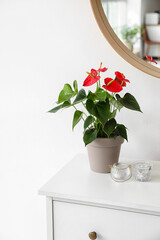 Beautiful Anthurium flower on chest of drawers near white wall