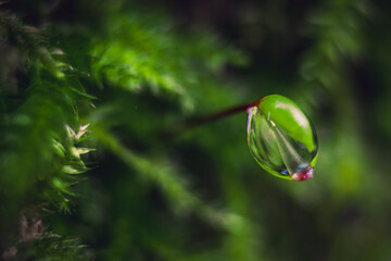 Selective focus of a water drop on a green plant leaf in the blurred garden background