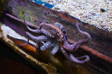 Large octopus swimming underwater in an aquarium © Siegspace/Wirestock Creators