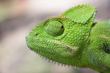 Selective focus of a green chamaeleo zeylanicus's head