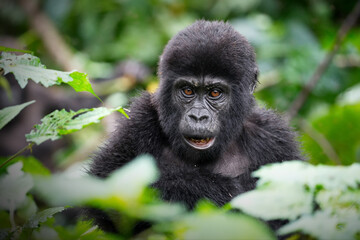 Baby gorilla in the nature of Uganda during daylight © Alex254/Wirestock Creators