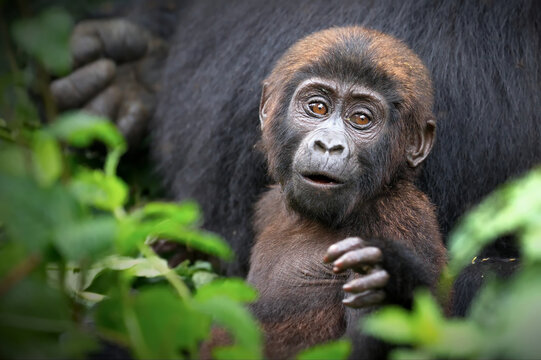 Baby Gorilla In The Nature Of Uganda During Daylight