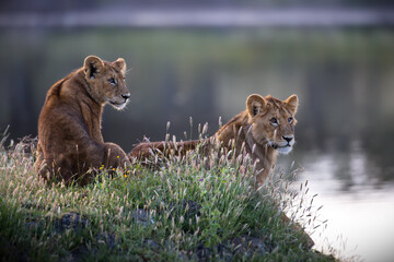 Closeup of Asiatic Lions near a pond under the sunlight in Tanzania