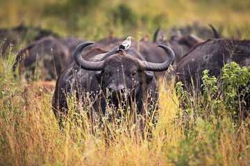 Selective of an African buffalo (Syncerus caffer caffer) with a small bird on its back