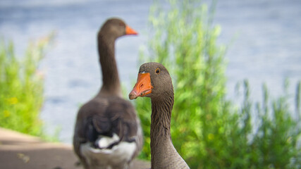 Fototapeta premium Wild geese at the river in the portrait. Rest of birds to take food and rest.