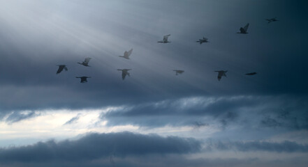 a flock of ducks flies i