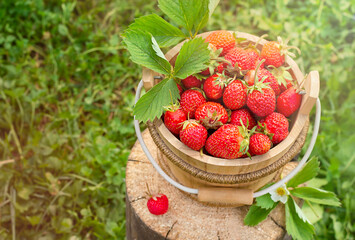 a bucket of strawberries stands outdoors in the grass. View from above