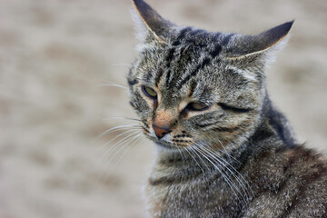 A tabby mixed breed cat squints in the sun