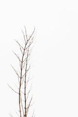 Vertical photo of winter branches at snow background. Leafless bush twigs during frosty grey sunless day. Brown twigs growing vertically up at winter background.   