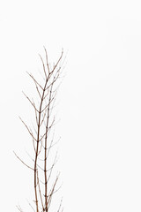 Obraz premium Vertical photo of winter branches at snow background. Leafless bush twigs during frosty grey sunless day. Brown twigs growing vertically up at winter background. 