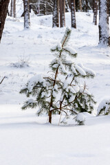 Vertical photo young pine tree covered with snow in grey winter day at forest. Small pine tree in winter in snow. Baby evergreen pine tree at snow covered forest.