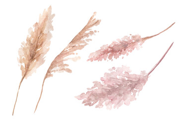 Pampas grass pink and beige painted in watercolor.