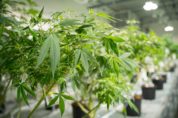 A large number of cannabis flowers at indoor legal farm