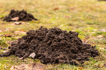 Molehills on a yellow green spring lawn with fallen leaves. Small problem concept image. Fresh mole dig in meadow. Damaged lawn by mole mound. Close up photo of mole-hill in spring.