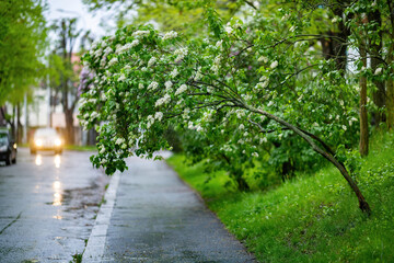 Road in the suburb part of the city with the lilac bush above the walkway. Moody rainy day in the town.