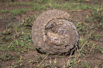 Closeup shot of a rolled Pangolin on a field in Tanzania