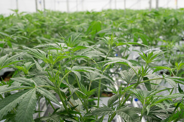 A large number of cannabis flowers at indoor legal farm