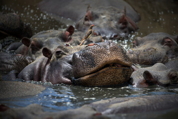 Selective of an oxpecker on the hippo in a lake