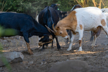 Goats fighting or entertaining themselves in the farm, in Valle del Limari, Ovalle, Coquimbo region