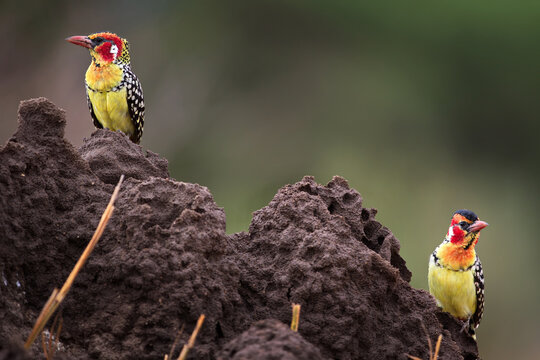 Pair of red-and-yellow barbet birds on a stone in Tanzania