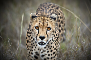 Closeup shot of a cheetah (Acinonyx jubatus) against a blurred background in Tanzania © Alex254/Wirestock Creators
