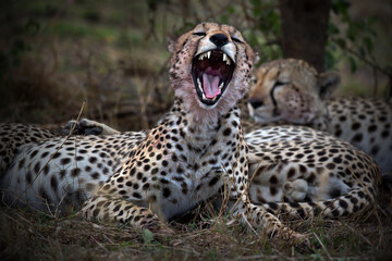Roaring leopard in Tanzania © Alex254/Wirestock Creators