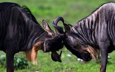 Pair of wildebeests fighting with horns on a field in Tanzania